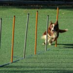 Picture of a dog racing between poles towards the camera.