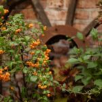 A branch of a plant with yellow berries and green leaves set against a brick wall.