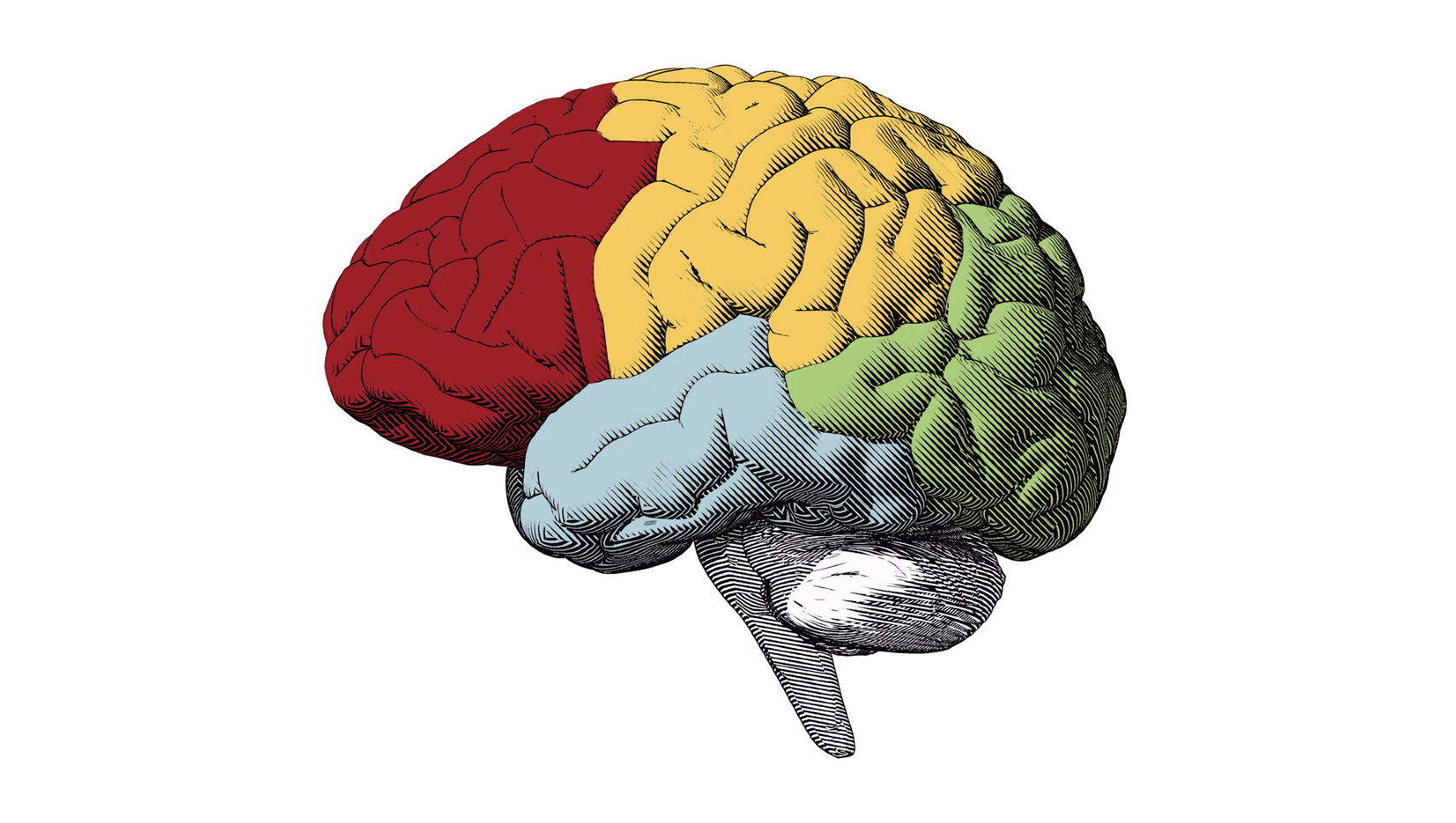 0_zBrain_All Brain